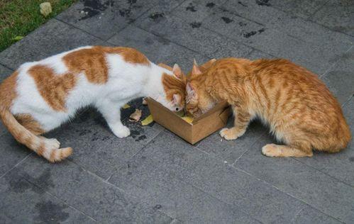 娱乐吃瓜酱流浪猫小菊,娱乐吃瓜酱的温馨故事 第1张 娱乐吃瓜酱流浪猫小菊,娱乐吃瓜酱的温馨故事 第1张