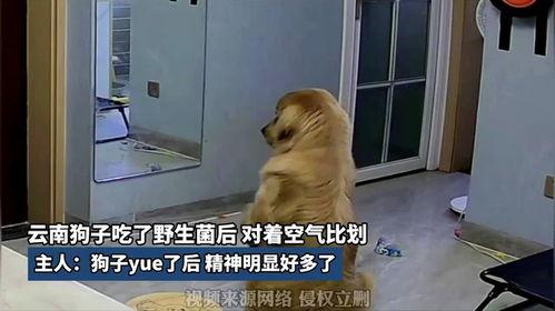 网红吃瓜狗子视频大全播放,萌宠界的欢乐盛宴 第3张 网红吃瓜狗子视频大全播放,萌宠界的欢乐盛宴 第3张